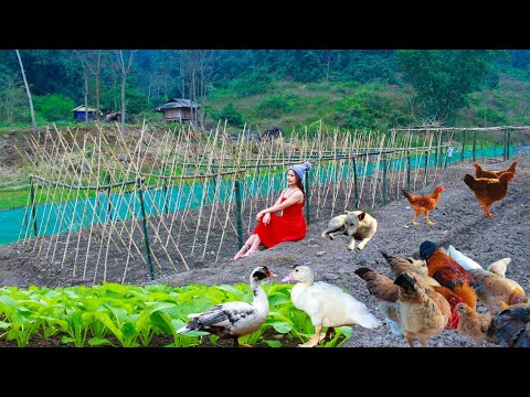 Full video building a new life | Grow melons, raise livestock, build