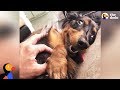 Dog Helps Heal His Dad's Broken Heart - MORPHEUS | The Dodo