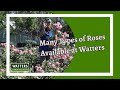 Many types of roses are available at watters garden center