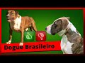 Vantagens e desvantagens do dogue brasileiro