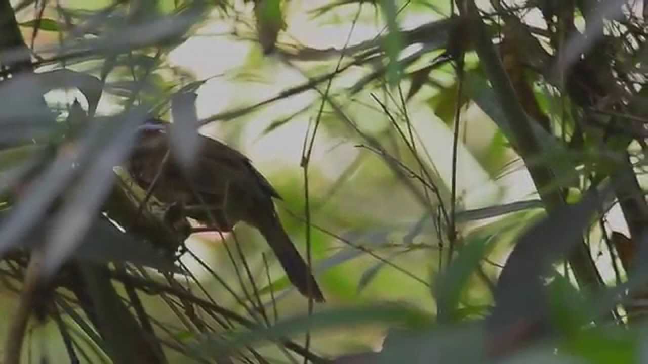 棕頸鉤嘴鶥 Streak breasted Scimitar Babbler 