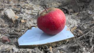 One Summers Growth - Temporary Gardens On Territory Of Future B 51N Near Belm, Lower Saxony