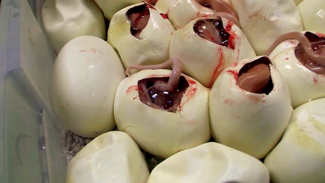 petco hours Watch for the Mystery White Snake