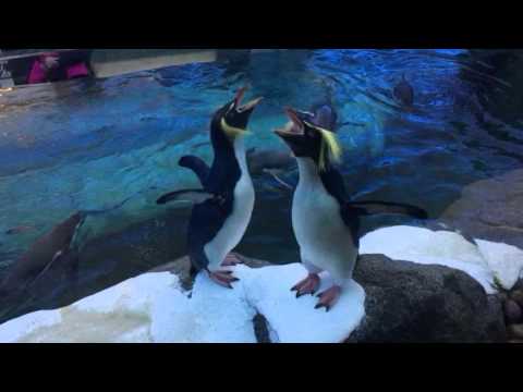 Hilarious Rockhopper penguins getting noisy!
