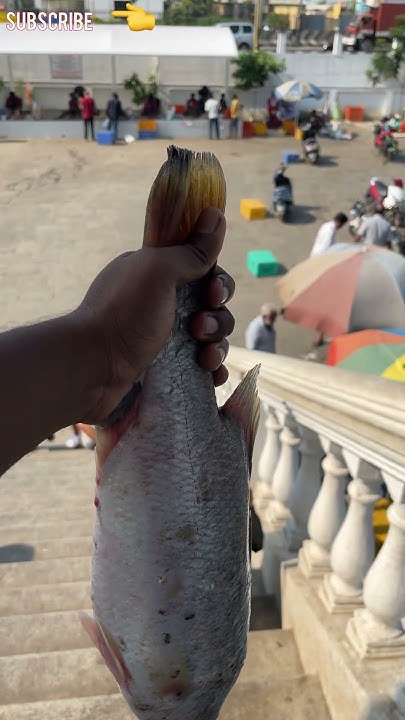 vanagaram-fish-market-aiyla-world-youtube