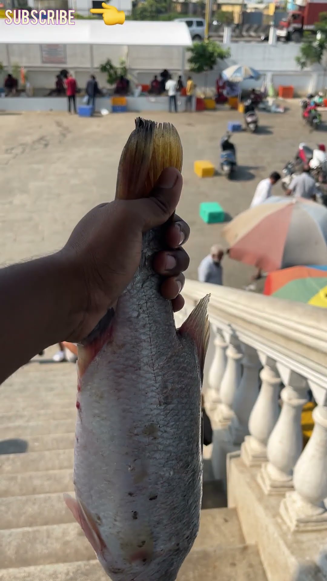 Vanagaram Fish Market Aiyla World YouTube Vanagaram Fish Market Aiyla World YouTube