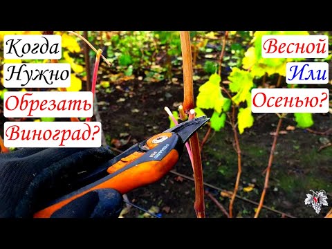 Когда нужно Обрезать виноград? / Весной или Осенью? / Почему я так думаю!