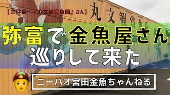 金魚 Youtube 金魚 Youtube