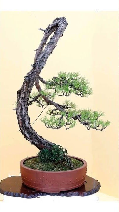bonsai gaya literati 🌿#shorts #bonsai #taman