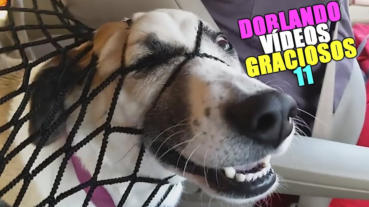 ⁣DOBLANDO VÍDEOS GRACIOSOS 11