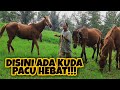 TRACYTONDE MANTAN KUDA PACU HEBAT DI NAFIRI STABLE!!!