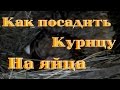 Как посадить курицу на яйца