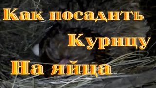 Как посадить курицу на яйца Как посадить курицу на яйца