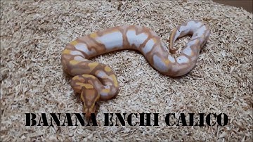 Ball Python Holdbacks 2018