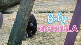 | Baby Gorillas Play |