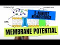 Membrane Potential and Ion Dynamics in Neurons