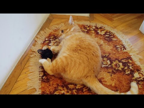 Cute Cats Playing With Ball of Yarn