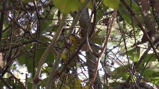 Crescent-chested Warbler. Chipinque. Nuevo Léon. México.