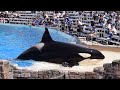 Orca Encounter (Full Show) at SeaWorld San Diego April 19, 2024 at 2PM