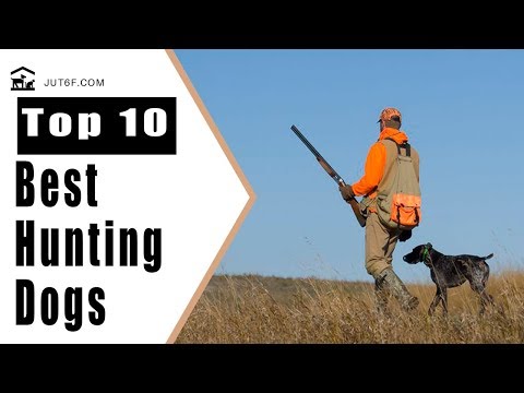 hunting-dog-breeds---top-10-best-hunting-dogs-in-the-world