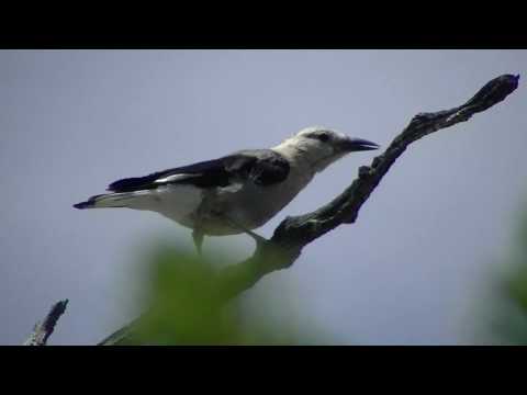 Clark's Nutcracker - Desert Bird