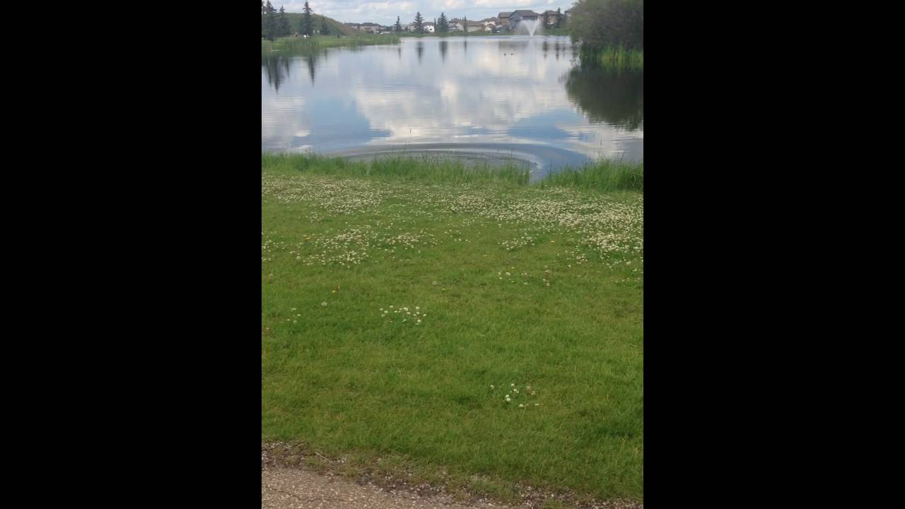 Let's Play Pokémon Go - Part 1 - VS Bibarel