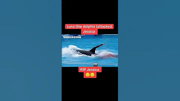 Jessica Dolphin Accident While Performing Animals Jessica 