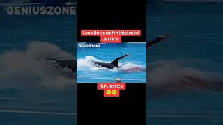Download Lagu jessica dolphin accident while performing #animals #jessica MP3 Download Lagu jessica dolphin accident while performing #animals #jessica MP3
