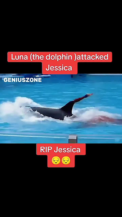 jessica dolphin accident while performing #animals #jessica
