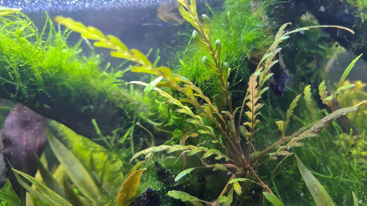 Mein erstes Aquarium Teil 8 : Bepflanzen - YouTube