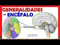 🥇 GENERALIDADES DE ENCÉFALO, Anatomía. (Divisiones - Partes) ¡Explicación Sencilla!