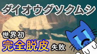 ダイオウグソクムシ死ぬ。無念！世界初完全脱皮に失敗【マスクにゃんニュース】