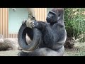 ('19/10/17)モモタロウ怒る‼︎ 2⭐️ゴリラ【京都市動物園】Father  gorilla momotaro got angry 2