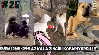 Ti̇ktok Köpek Vi̇deolari Kafkas Çoban Köpeği̇ Az Kala Zi̇rci̇ri̇ Kopariyordu