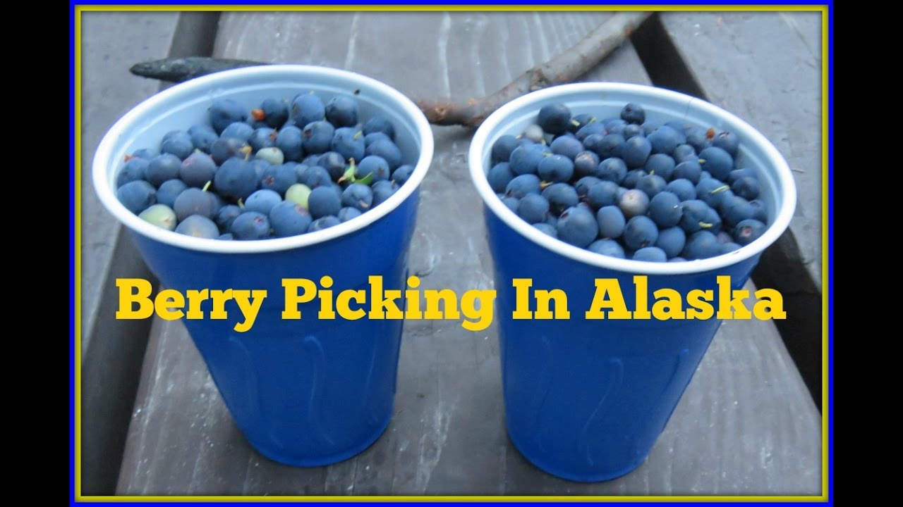 Berry Picking Alaska Wild Blueberry YouTube