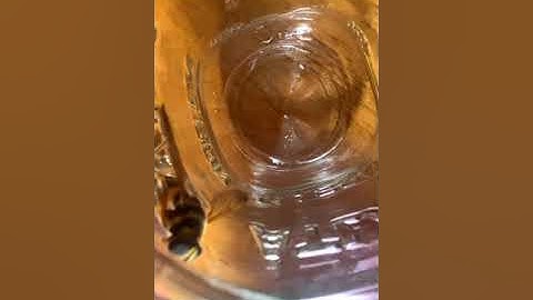 Hover fly mimics wasp (Video)