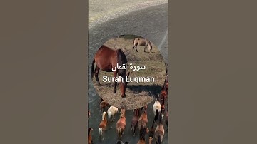 سورة لقمان Surah Luqman | قرٱن| #قرآن #المصحف #راحة_نفسية