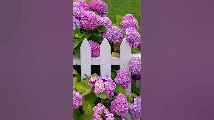 An easy way to affect the color of your hydrangeas 🌸 The magic is all in the soil’s pH🪴#garden - DayDayNews