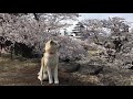 秋田犬パティ 2018.4.16鶴ヶ城🌸