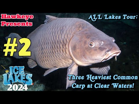 Ice Lakes (2024) #2 - ALL Lakes Tour: Three Heaviest Common Carp at Clear Waters!