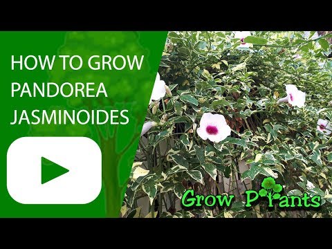 How to grow Pandorea jasminoides