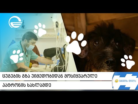 თათების იმედი“ ოთხფეხა მეგობრების სადარაჯოზე - ამჯერად მანგლისში