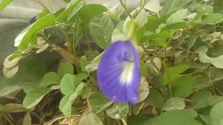 الشاي الأزرق او الفراشة الزرقاء Clitoria Ternatea نبات عشبي متسلق زاحف معمر جميل يتحمل أجواء المنطقة