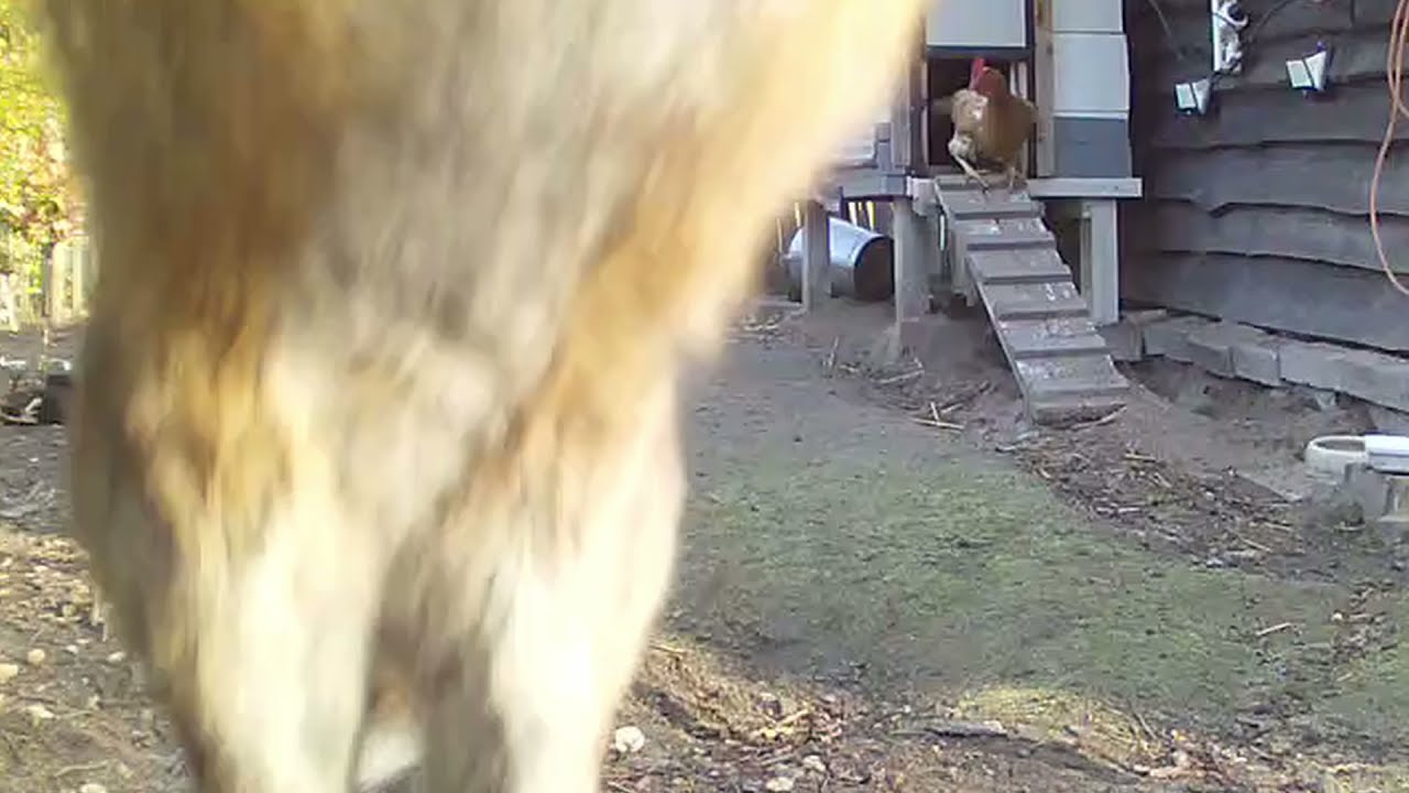 fox attack chickens YouTube