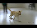 Adoptable Pet of the Week: Brandon