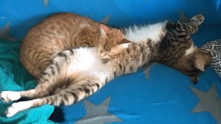 This Cat Has a Belly so Soft That Other Cats Sleep on It!
Mickey has a belly so soft that even an orange cat (Tota) finds it comfortable! This Cat Has a Belly so Soft That Other Cats Sleep on It!