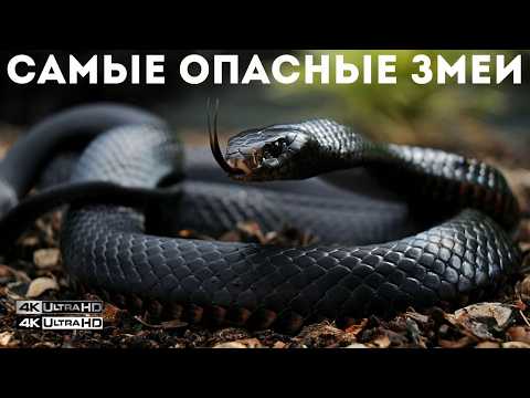 Укус Смерти: Самые Опасные Змеи Мира 🐍 🩸 | Часть 2 АФРИКА | документальный фильм 🎥 🍿