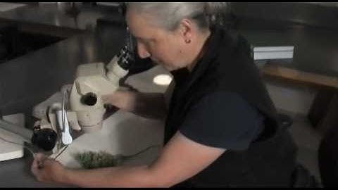 Weed Identification - Part 1