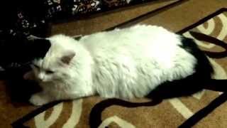 Видео о кошках. Кот по имени - Снежок. часть 5 Видео о кошках. Кот по имени - Снежок. часть 5