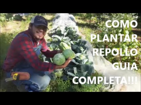 Video: Cultivo de coles de Murdoc: cómo plantar semillas de col de Murdoc